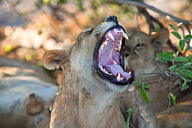 African lion (Panthera leo) young male yawning, Botswana, taken on location for BBC Planet Earth series, 2005