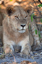 African lion (Panthera leo) young male resting, Botswana, taken on location for BBC Planet Earth series, 2005