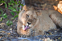 African lion (Panthera leo) juvenile washing paws, Botswana, taken on location for BBC Planet Earth series, 2005