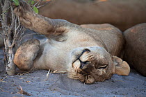 African lion (Panthera leo) juvenile sleeping on back, Botswana, taken on location for BBC Planet Earth series, 2005