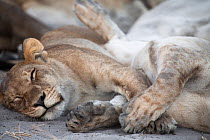 African lion (Panthera leo) juveniles sleeping Botswana, taken on location for BBC Planet Earth series, 2005