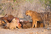 African lions (Panthera leo) feed on carcass of an Elephant (Loxodonta africana) that they killed the previous night. The lion on the right is threatening new arrivals off to the left of the picture....