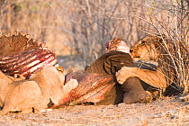 African lions (Panthera leo) feed on carcass of an Elephant (Loxodonta africana) that they killed the previous night, Savuti, Northern Botswana.  Taken on location for BBC Planet Earth series, 2005