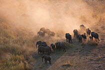 Aerial view of African elephants (Loxodonta africana) kicking up dust at dusk as they migrate in their search for food and water during a drought. Northern Botswana.  Taken on location for BBC Planet...