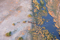 Aerial view of African elephants (Loxodonta africana) emerging from a river into a parched landscape during a drought, Northern Botswana.  Taken on location for BBC Planet Earth series, October 2005