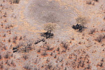 Aerial view of African elephants (Loxodonta africana) find shade under trees to avoid midday sun, during a drought. Northern Botswana.  Taken on location for BBC Planet Earth series, October 2005