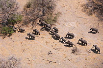 Aerial view of African elephants (Loxodonta africana) migrating through woodland in their search for food and water during a drought. Northern Botswana.  Taken on location for BBC Planet Earth series,...