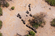 Aerial view of African elephants (Loxodonta africana) migrating through woodland in their search for food and water during a drought. Northern Botswana.  Taken on location for BBC Planet Earth series,...