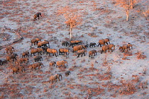 Aerial view of African elephants (Loxodonta africana) migrating across parched landscape in their search for food and water during a drought.   Linyanti, Northern Botswana.  Taken on location for BBC...