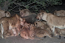 African lion (Panthera leo) pride feeding on African elephant (Loxodonta africana) that they have just killed at night, Savuti, northern Botswana.  Taken on location for BBC Planet Earth series, 2005
