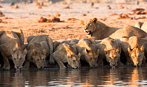 African lions (Panthera leo) drinking at waterhole in northern Botswana.  Taken on location for BBC Planet Earth series, 2005