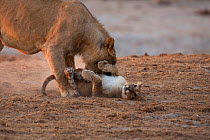 African lion (Panthera leo) young male lion plays with a cub - possibly to assert dominance. Savuti, Botswana.  Taken on location for BBC Planet Earth series, 2005