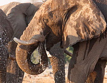 African elephant (Loxodonta africana) drinking at a waterhole in northern Botswana, taken on location for BBC Planet Earth series, 2005