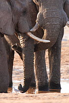 African elephants (Loxodonta africana) two touching trunks at a waterhole in northern Botswana, taken on location for BBC Planet Earth series, 2005