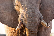 African elephant (Loxodonta africana) head portrait of bull, Botswana, taken on location for BBC Planet Eaeth series, 2005