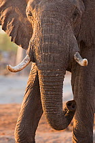 African elephant (Loxodonta africana) bull portrait, Botswana, taken on location for BBC Planet Earth series, 2005