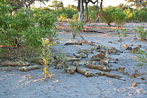 African lions (Panthera leo) large pride rests in the late afternoon prior to heading out for a night hunt, Savuti, Northern Botswana.  Taken on location for BBC Planet Earth series, 2005