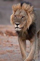 African lion (Panthera leo) big male lion walking portrait, Savuti, Botswana.  Taken on location for BBC Planet Earth series, 2005