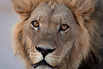 African lion (Panthera leo) male portrait, Savuti, Botswana.  Taken on location for BBC Planet Earth series, 2005