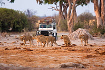 African lions (Panthera leo) cross a dirt track in front of a Landrover, Savuti, Northern Botswana.  Taken on location for BBC Planet Earth series, 2005