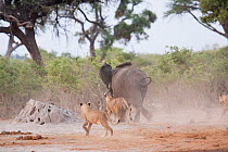African lion (Panthera leo) lionesses hunting young African elephant (Loxodonta africana) Savuti, Botswana. Taken on location for BBC Planet Earth series, 2005 sequence 1/4