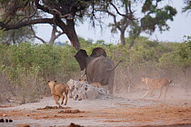 African lion (Panthera leo) lionesses hunting young African elephant (Loxodonta africana) Savuti, Botswana. Taken on location for BBC Planet Earth series, 2005 sequence 2/4