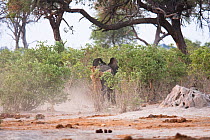 African lion (Panthera leo) lionesses trying to bring down a young African elephant (Loxodonta africana) Savuti, Botswana. Taken on location for BBC Planet Earth series, 2005 sequence 3/4