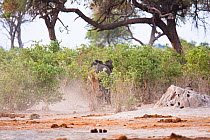 African lion (Panthera leo) lionesses trying to bring down a young African elephant (Loxodonta africana) Savuti, Botswana. Taken on location for BBC Planet Earth series, 2005 sequence 4/4