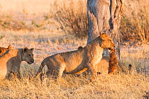 African lioness (Panthera leo) carries a small freshly killed prey animal, Botswana.  Taken on location for BBC Planet Earth series, 2005