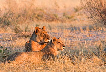 African lioness (Panthera leo) sits with juvenile, Botswana, taken on location for BBC Planet Earth series, 2005