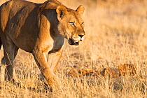 African lioness (Panthera leo) walks through dry savannah habitat, Botswana, taken on location for BBC Planet Earth, 2005