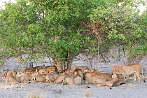 African lion (Panthera leo) pride of lions eats an Eland carcass under shrub for shade, Botswana, taken on location for BBC Planet Earth series, 2005