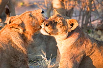 A young male African lion (Panthera leo) grooms a lioness, Savuti, Botswana.  Taken on location for BBC Planet Earth series 2005