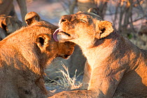 A young African lioness (Panthera leo) grooms a young male lion, Savuti, Botswana.  Taken on location for BBC Planet Earth series 2005