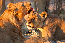 A young male African lion (Panthera leo) grooms a lioness, Savuti, Botswana.  Taken on location for BBC Planet Earth series 2005
