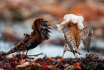 Two male Ruff (Philomachus pugnax) of different colour types competitively displaying at a lek. Varanger, Norway, June.