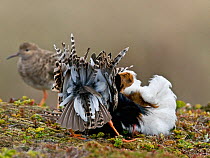 Two male Ruff (Philomachus pugnax) of different colour types competitively displaying to a female (a 'Reeve') in the background. Varanger, Norway, June.