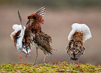 Three male Ruff (Philomachus pugnax) of different colour types competitively displaying at a lek. Varanger, Norway, June.