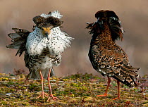 Two male Ruff (Philomachus pugnax) of different colour types competitively displaying at a lek in the background. Varanger, Norway, June.