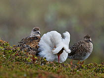 Displaying male Ruff (Philomachus pugnax) flanked by two admiring females ('Reeves'). Varanger, Norway, June.