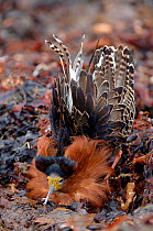 Ruff (Philomachus pugnax) male displaying at the lek. Varanger, Norway, June.