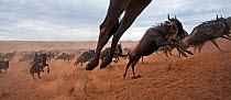 Eastern White-bearded Wildebeest (Connochaetes taurinus) herd running away from the Mara River - wide angle perspective. Masai Mara National Reserve, Kenya. October 2009.
