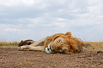 African lion (Panthera leo) males asleep - wide angle perspective, Masai Mara National Reserve, Kenya. August