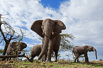 African elephant (Loxodonta africana) herd feeding on trees - wide angle perspective, Masai Mara National Reserve, Kenya. August