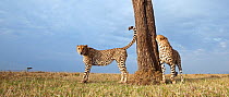 Cheetah (Acinonyx jubatus) male marking territory on tree - wide angle perspective, Masai Mara National Reserve, Kenya. September