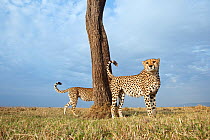 Cheetah (Acinonyx jubatus) male marking territory - wide angle perspective, Masai Mara National Reserve, Kenya. September