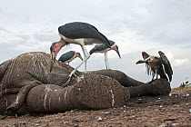 Marabou storks (Leptoptilos crumeniferus) and White-backed vulture (Gyps africanus) feeding on the carcass of an elephant - wide angle perspective. Masai Mara National Reserve, Kenya. September