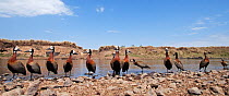 White-faced Whistling-Ducks (Dendrocygna viduata) wading at the edge of the river - wide angle perspective, Masai Mara National Reserve, Kenya. September