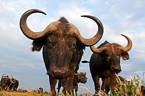 Cape / African Buffalo (Syncerus caffer) approaching camera with curiosity, wide angle perspective, Masai Mara National Reserve, Kenya. September