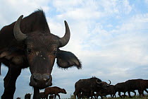 Cape / African Buffalo (Syncerus caffer) approaching with curiosity, herd in the background, wide angle perspective, Masai Mara National Reserve, Kenya. September